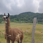 Photo n°3 de l'avis de serena.i fait le 20/06/2022 à 18:55 sur le  Trattoria La Rocca à Ucria