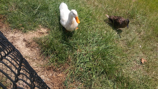 Fast Food Restaurant «Chick-fil-A», reviews and photos, 1332 Jeffreys Rd, Rocky Mount, NC 27804, USA