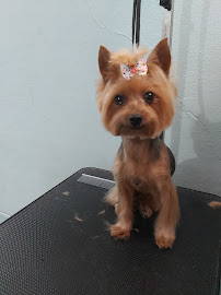 Happy Pet Sitting and Grooming - Photo 5 - Car repair in Guayanilla, Puerto Rico, Arecibo