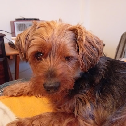 Állatorvosi Rendelő - Dr. Vilics József