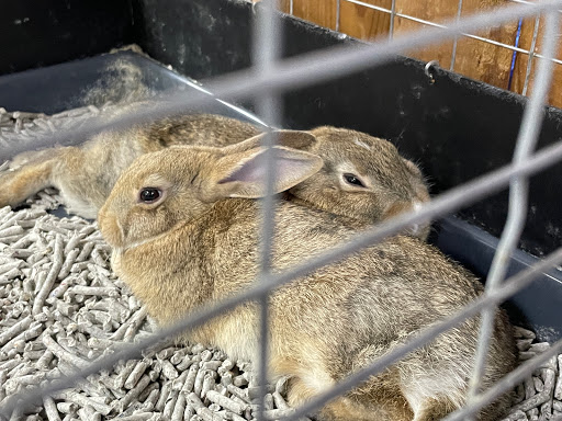 Pet Store «Critter Pet Shop», reviews and photos, 19309 Ecorse Rd, Allen Park, MI 48101, USA