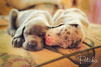 Petcha Photography - Photo 9 - Car repair in , New Haven