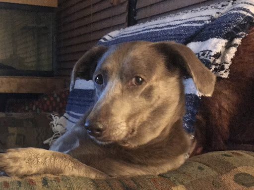 Skyline Veterinary Clinic image