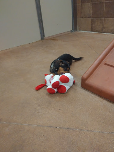 Pet Supply Store «PetSmart», reviews and photos, 10460 Town Center Dr, Westminster, CO 80021, USA