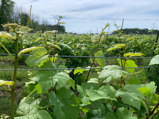 Winery «Chateau Niagara Winery», reviews and photos, 2466 W Creek Rd, Burt, NY 14028, USA