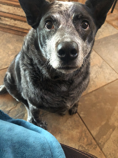 Pet Supply Store «Raw Paws Pet Food», reviews and photos, 5601 Fortune Cir S P, Indianapolis, IN 46241, USA