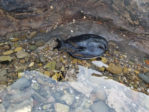 Tide Pools image