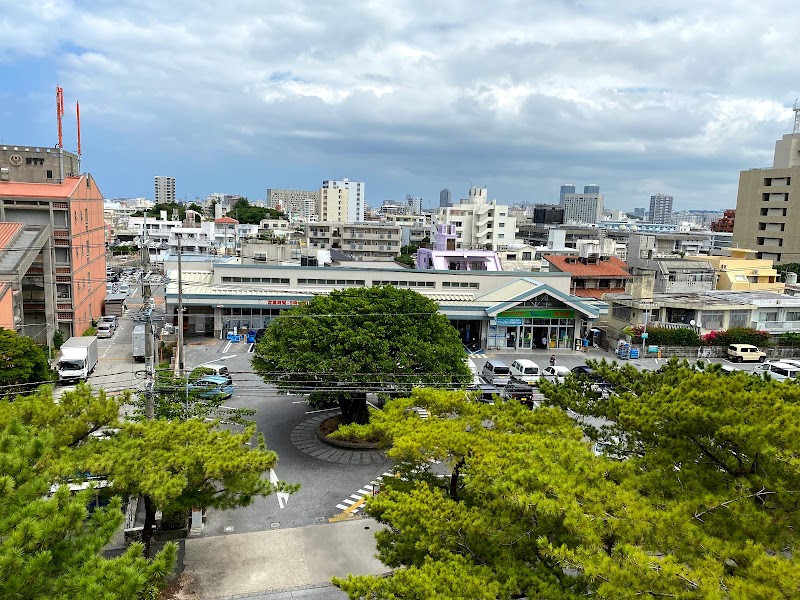 楚辺真地原のガジュマル