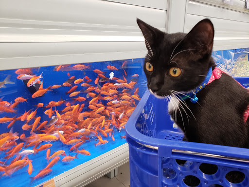 Pet Supply Store «PetSmart», reviews and photos, 4510 S US Hwy 17 92, Casselberry, FL 32707, USA