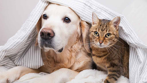 Toronto Veterinary End of Life Mobile Services image