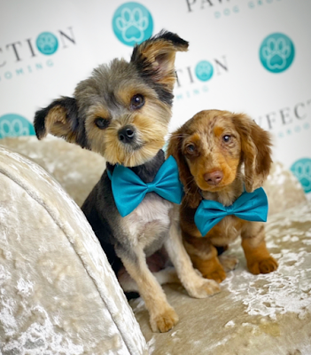 Pawfection Dog Grooming