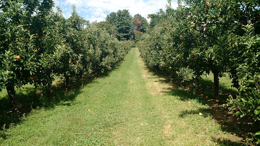 Drazen Orchards