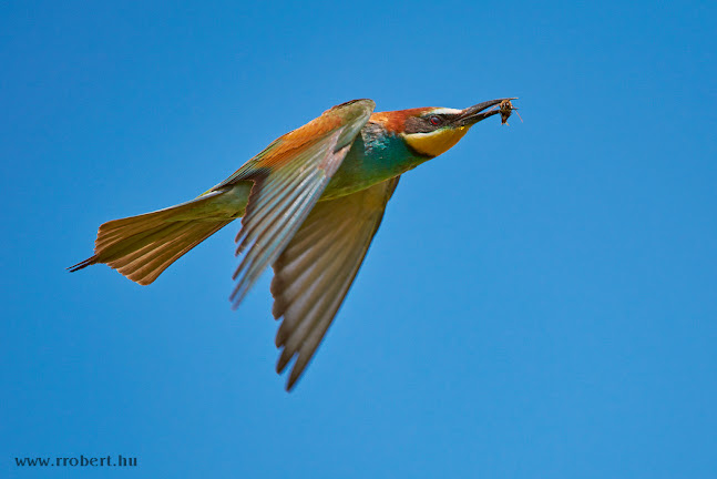 Albertirsai gyurgyalagos - Albertirsa