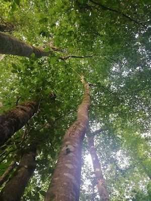 Bain de forêt - Sylvothérapie - Shinrin Yoku - près de saintes 17 à Saintes