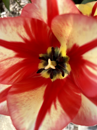 Winery «Lanthier Winery», reviews and photos, 123 Mill St, Madison, IN 47250, USA