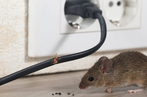 Grand Rapids Mice Removal & Animal Pest Control