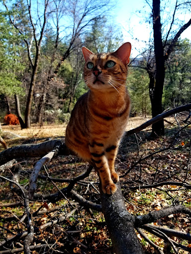 Pet Supply Store «Incredible Pets», reviews and photos, 649 Sutton Way, Grass Valley, CA 95945, USA