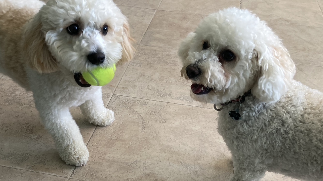 Splish Splash Dog Daycare