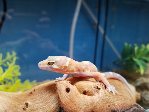 Reptile Store «Nature Box Pet Emporium», reviews and photos, 13722 E Quincy Ave, Aurora, CO 80015, USA