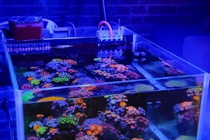 Coral Master germany image