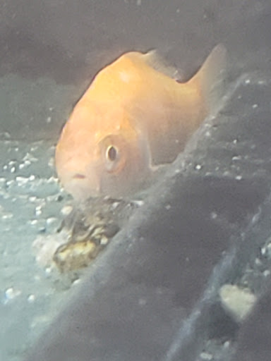 Pet Supply Store «Pet Supplies Plus», reviews and photos, 2424 W State St, Alliance, OH 44601, USA