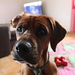 Photo n° 1 de l'avis de Myriam.U fait le 21/10/2022 à 08:21 pour Clinique Vétérinaire Andromède à Blagnac