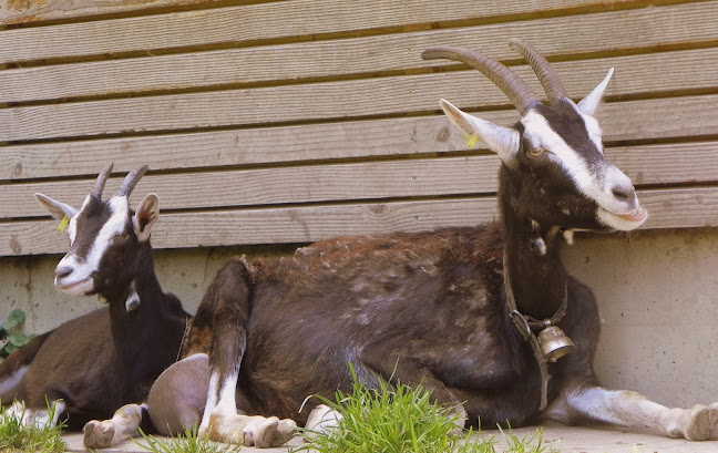 Wildpark Roggenhausen Telefonnummer