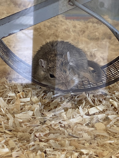 Pet Store «Species Pet Supply», reviews and photos, 1935 W Brandon Blvd, Brandon, FL 33511, USA