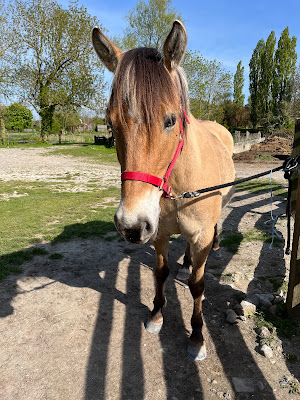 le cheval henson élevage de carole et thierry BIZET à Ponthoile