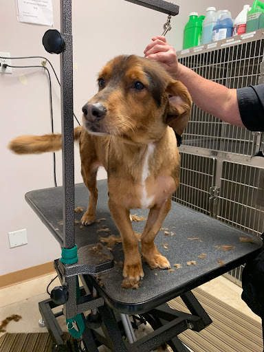 Care Pet Animal Hospital image