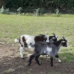 Photo n° 19 de l'avis de Zephiro.n fait le 11/09/2020 à 20:48 pour Ferme de Paris à Paris