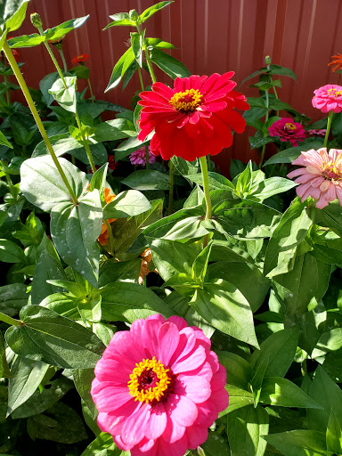 Pumpkin Patch «Rutledge Corn Maze LLC», reviews and photos, 302 93rd Ave SE, Olympia, WA 98501, USA