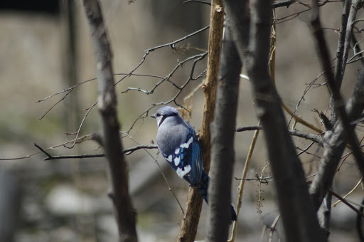 Zoo «Belle Isle Nature Center», reviews and photos, 176 Lakeside Dr, Detroit, MI 48207, USA