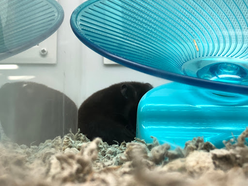 Pet Supply Store «Petco Animal Supplies», reviews and photos, 13053 Lee Jackson Memorial Hwy b, Fairfax, VA 22033, USA