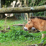 Photo n° 10 de l'avis de Mirella. fait le 09/10/2022 à 16:12 pour Parc Zoologique et Végetal de Trégomeur à Trégomeur