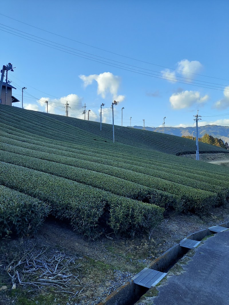 田山・ツルギの茶畑
