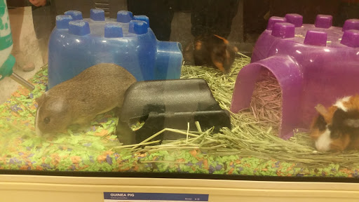 Pet Supply Store «PetSmart», reviews and photos, 1013 W University Ave, Georgetown, TX 78628, USA