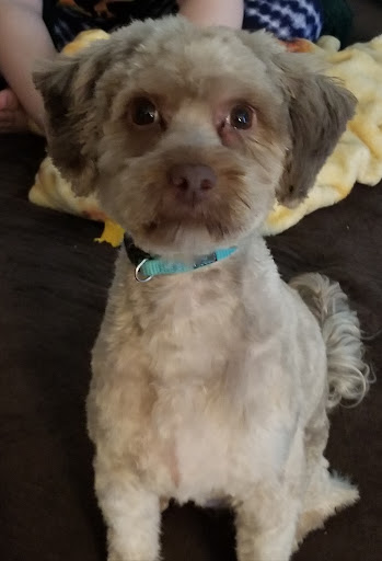 Pet Supply Store «PetSmart», reviews and photos, 3111 111th St, Naperville, IL 60564, USA