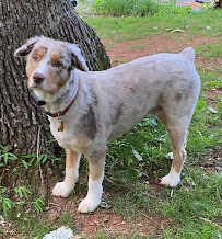 Ruff Housing Country Club - Photo 7 - Car repair in Winston-Salem, NC, Winston-Salem