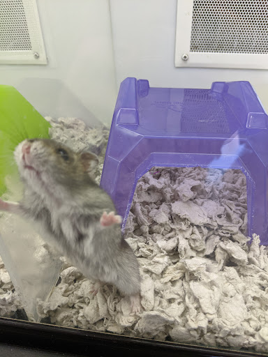 Pet Supply Store «Petco Animal Supplies», reviews and photos, 2722 N Josey Ln #107, Carrollton, TX 75007, USA