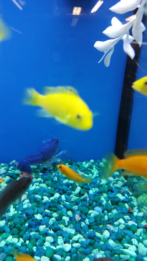 Pet Supply Store «Petco Animal Supplies», reviews and photos, 30697 US Hwy 19 N, Palm Harbor, FL 34684, USA