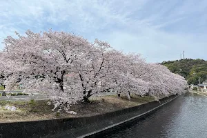 宮乃浦の桜並木 image