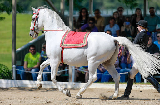 Tourist Attraction «The Tempel Lipizzans», reviews and photos, 17000 W Wadsworth Rd, Old Mill Creek, IL 60083, USA