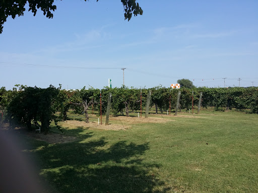 Vineyard «Canadian River Vineyard and Winery LLC», reviews and photos, 7050 Slaughterville Rd, Lexington, OK 73051, USA
