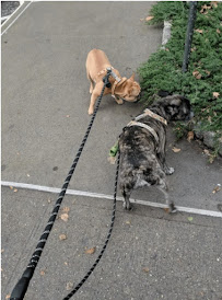 Richard's Pet Care NYC - Photo 5 - Car repair in , Yonkers