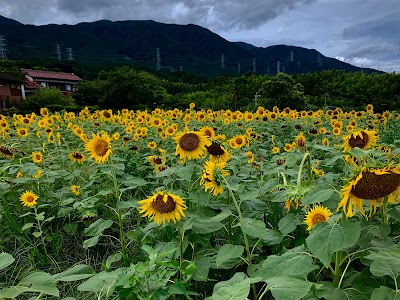馬場ファーム／ひまわり畑