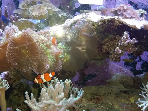 Aquarium Shop «Exotic Aquariums», reviews and photos, 7399 Bird Rd, Miami, FL 33155, USA