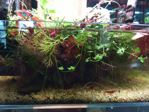 Tropical Fish Store «Aquarium Zen», reviews and photos, 920 NE 64th St, Seattle, WA 98115, USA