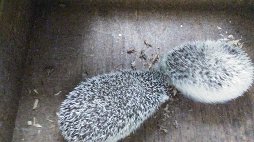 Pet Store «Pet Malls», reviews and photos, 11691 Boyette Rd, Riverview, FL 33569, USA