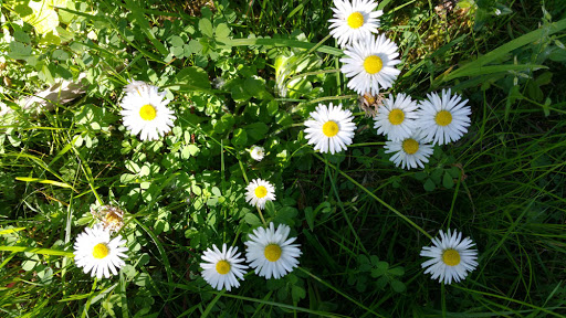 Park «Machias Trailhead Park», reviews and photos, 1626 Virginia St, Snohomish, WA 98290, USA